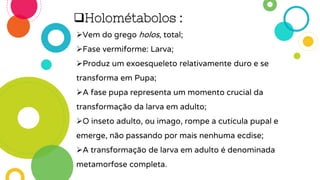 Holométabolos :
Vem do grego holos, total;
Fase vermiforme: Larva;
Produz um exoesqueleto relativamente duro e se
transforma em Pupa;
A fase pupa representa um momento crucial da
transformação da larva em adulto;
O inseto adulto, ou imago, rompe a cutícula pupal e
emerge, não passando por mais nenhuma ecdise;
A transformação de larva em adulto é denominada
metamorfose completa.
 