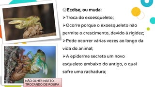 ◎Ecdise, ou muda:
Troca do exoesqueleto;
Ocorre porque o exoesqueleto não
permite o crescimento, devido á rigidez;
Pode ocorrer várias vezes ao longo da
vida do animal;
A epiderme secreta um novo
esqueleto embaixo do antigo, o qual
sofre uma rachadura;
NÃO OLHE! INSETO
TROCANDO DE ROUPA
 