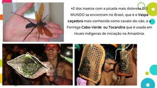 2 dos insetos com a picada mais dolorosa DO
MUNDO se encontram no Brasil, que é a Vespa
caçadora mais conhecida como cavalo-do-cão, e a
Formiga Cabo-Verde ou Tocandira que é usada em
rituais indígenas de iniciação na Amazônia.
 