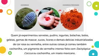 Quem já experimentou sorvetes, pudins, iogurtes, bolachas, bolos,
geleias, gomas de mascar, sucos, licores e demais delícias industrializadas
de cor rosa ou vermelha, entre outras coisas já comeu também
cochonilha, um pigmento de vermelho intenso feito com Dactylopius
Coccus ou cochonilha, um inseto mexicano.
 