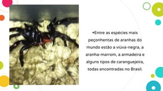 Entre as espécies mais
peçonhentas de aranhas do
mundo estão a viúva-negra, a
aranha-marrom, a armadeira e
alguns tipos de caranguejeira,
todas encontradas no Brasil.
 