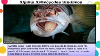 Alguns Artrópodes Bizarros
Cymotoa exigua - Esse artrópode bizarro é um parasita de peixes. Ele entra nos
hospedeiros pelas barbatanas. Uma vez dentro, viaja até a língua do peixe e se
prende ali, interrompendo a circulação de sangue no local e causando a morte do
órgão. Depois disso, o Cymotoa exigua aproveita o banquete!
 