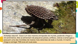 Kirkaldya deyrolli - Esse é um dos maiores artrópodes do mundo, podendo chegar a
15 centímetros. Eles se alimentam de pequenos peixes, anfíbios, cobras e tartarugas e
possuem uma das mordidas de insetos mais doloridas de todo o mundo. O macho
chaga a carregar 700 ovos em suas asas.
 