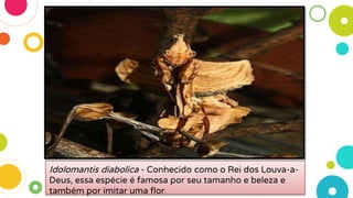 Idolomantis diabolica - Conhecido como o Rei dos Louva-a-
Deus, essa espécie é famosa por seu tamanho e beleza e
também por imitar uma flor.
 