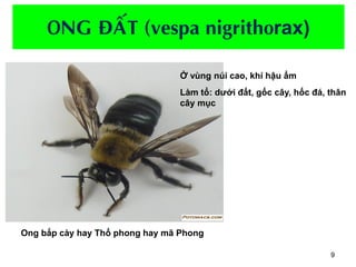 ONG ĐỐT | PDF