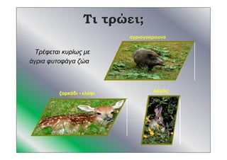 ΤιΤι τρώειτρώει;;
ζαρκάδιζαρκάδι -- ελάφιελάφι
αγριογούρουνο
ΤρέφεταιΤρέφεται κυρίωςκυρίως μεμε
άγριαάγρια φυτοφάγαφυτοφάγα ζώαζώα
λαγός
 