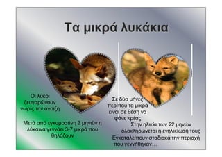 ΤαΤα μικράμικρά λυκάκιαλυκάκια
Σε δύο μήνες
περίπου τα μικρά
είναι σε θέση να
φάνε κρέας
Εγκαταλείπουν σταδιακά την περιοχή
που γεννήθηκαν…
Στην ηλικία των 22 μηνών
ολοκληρώνεται η ενηλικίωσή τους
Μετά από εγκυμοσύνη 2 μηνών η
λύκαινα γεννάει 3-7 μικρά που
θηλάζουν
Οι λύκοι
ζευγαρώνουν
νωρίς την άνοιξη
 