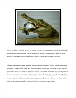 El orden crocodilia o crocodylia agrupa a los animales con mayor envergadura que comprende la clase Reptilia.
Sus orígenes se remontan al periodo Triásico, aunque de las diferentes familias que han existido tan solo se
conservan tres: gaviálidos (gaviales), aligatóridos (caimán y aligatores) y crocodílidos (cocodrilo).
Morfológicamente los crocodilios tienen una serie de características comunes,como es el hecho de poseer una
cola potente y poderosa que le habilita para nadar con agilidad; su cuerpo está revestido de escamas muy duras,
gracias a la queratina se convierte en un poderoso armazón, el cual brinda al cocodrilo una excelente protección.
Tienen un corazón con cuatro cámaras,a diferencia de la mayoría de reptiles que comprende la clase Reptilia, en
los que su corazón se divide en tres cámaras ,además poseen mandíbulas muy poderosas y sus piezas dentales
mudan sus durante toda la vida, Los más conocidos son el cocodrilo o el propio caimán.
 