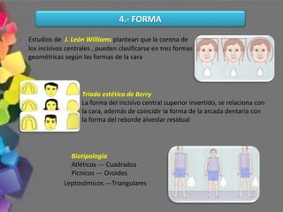 Estudios de J. León Williams plantean que la corona de
los incisivos centrales , pueden clasificarse en tres formas
geométricas según las formas de la cara
Triada estética de Berry
La forma del incisivo central superior invertido, se relaciona con
la cara, además de coincidir la forma de la arcada dentaria con
la forma del reborde alveolar residual
Biotipología
Atléticos --- Cuadrados
Pícnicos --- Ovoides
4.- FORMA
Leptosómicos ---Triangulares
 