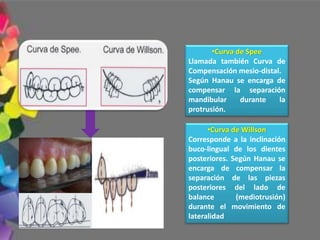 •Curva de Spee
Llamada también Curva de
Compensación mesio-distal.
Según Hanau se encarga de
compensar la separación
mandibular durante la
protrusión.
•Curva de Willson
Corresponde a la inclinación
buco-lingual de los dientes
posteriores. Según Hanau se
encarga de compensar la
separación de las piezas
posteriores del lado de
balance (mediotrusión)
durante el movimiento de
lateralidad
 
