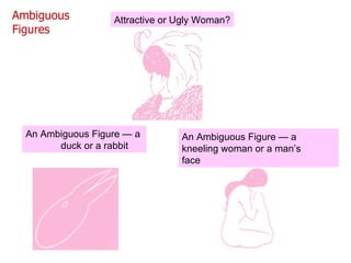 Attractive or Ugly Woman? An Ambiguous Figure — a  duck or a rabbit An Ambiguous Figure — a  kneeling woman or a man’s  face Ambiguous Figures 