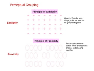 Principle of Similarity Principle of Proximity Perceptual Grouping Similarity Proximity Objects of similar size, shape, color etc tend to be grouped together Tendency to perceive stimuli which are near one another as belonging together 