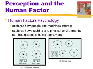 Perception and the
Human Factor
 Human Factors Psychology
 explores how people and machines interact
 explores how machine and physical environments
can be adapted to human behaviors

 