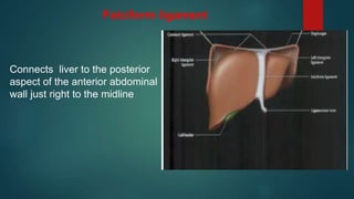 Falciform ligament
Connects liver to the posterior
aspect of the anterior abdominal
wall just right to the midline
 