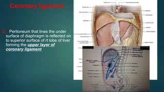 Coronary ligament
 Peritoneum that lines the under
surface of diaphragm is reflected on
to superior surface of rt lobe of liver
forming the upper layer of
coronary ligament
 