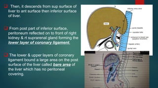  Then, it descends from sup surface of
liver to ant surface then inferior surface
of liver.
 From post part of inferior surface,
peritoneum reflected on to front of right
kidney & rt suprarenal gland forming the
lower layer of coronary ligament.
 The lower & upper layers of coronary
ligament bound a large area on the post
surface of the liver called bare area of
the liver which has no peritoneal
covering.
 