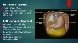 Rt triangular ligament.
 long v shaped fold.
 Formed by approximation of two
layers of coronary ligament on rt
lateral end.
Left triangular ligament.
 On upper border of lt lobe.
 Upper layer continues with left layer
of falciform ligament.
 Lower layer with lt layer of lesser
omentum.
 is short and does not
compartmentalize
 