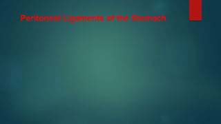 Peritoneal Ligaments of the Stomach
 