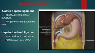 Lesser omentum
Gastro hepatic ligament
 attaches liver to lesser
curvature,
 left gactric artery &coronary
vein
Hepatoduodenal ligament
 attaches liver to duodenum
 CBD,hepatic artery&PV
 
