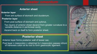Greater omentum
Anterior sheet
Anterior layer
From ant surface of stomach and duodenum.
Posterior layer
From post surface of stomach and pylorus.
Two layers of anterior sheet decend from greater curvature to a
variable distance in peritoneal cavity
Ascend back on itself to form posterior sheet.
Posterior sheet
Anterior layer forms posterior wall of lesser sac.
Post layer n mesocolon n attatched to t.mesocolon passes infront
of transvers colon at its root to form gastrocolic ligament.
.
 
