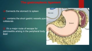 The gastrosplenic ligament
 Connects the stomach to spleen
 contains the short gastric vessels,spenic
collaterals
 It’s a major route of escape for
pancreatitis arising in the peripheral body
&tail
 