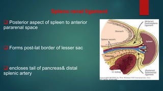 Spleno renal ligament
 Posterior aspect of spleen to anterior
pararenal space
 Forms post-lat border of lesser sac
 encloses tail of pancreas& distal
splenic artery
 