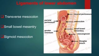 Ligaments of lower abdomen
 Transverse mesocolon
Small bowel mesentry
Sigmoid mesocolon
 