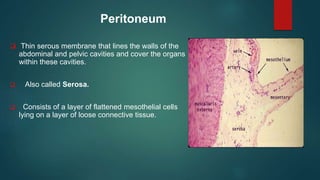 Peritoneum
 Thin serous membrane that lines the walls of the
abdominal and pelvic cavities and cover the organs
within these cavities.
 Also called Serosa.
 Consists of a layer of flattened mesothelial cells
lying on a layer of loose connective tissue.
 
