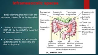 Inframesocolic spaces
below the transverse mesocolon and
transverse colon as far as the true pelvis.
 divided in two unequal spaces
RIC/LIC by the root of the mesentery
of the small intestine.
 It contains the right and left paracolic
gutters lateral to the ascending and
descending colon.
 