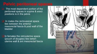 Pelvic peritoneal spaces
 The most dependent portion of the
peritoneal spaces in supine & erect
positions is in the pelvis
 In males the rectovesical space
lies between the anterior
mesorectal fascia & post wall of the
bladder
 In females the retrouterine space
(pouch of douglas) lies betwn
uterine wall & ant mesorectal fascia
 