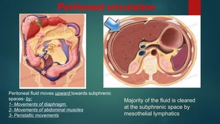 Peritoneal circulation
Majority of the fluid is cleared
at the subphrenic space by
mesothelial lymphatics
Peritoneal fluid moves upward towards subphrenic
spaces- by:
1- Movements of diaphragm.
2- Movements of abdominal muscles
3- Peristaltic movements
 