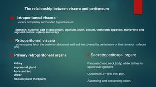 The relationship between viscera and peritoneum
 Intraperitoneal viscera －
viscera completely surrounded by peritoneum
stomach, superior part of duodenum, jejunum, ileum, cecum, vermiform appendix, transverse and
sigmoid colons, spleen and ovary
 Retroperitoneal viscera
some organs lie on the posterior abdominal wall and are covered by peritoneum on their anterior surfaces
only.
 Primary retroperitoneal organs
kidney
suprarenal gland
Aorta and ivc
Ureter
Rectum(lower third part)
Pancreas(head,neck,body) while tail lies in
splenrenal ligament.
Duodenum 2nd and third part.
Ascending and descending colon.
 Sec.retroperitoneal organs
 