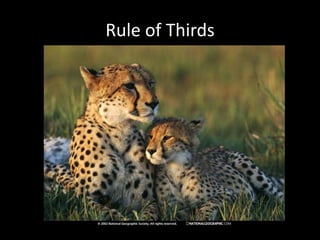 Rule of Thirds