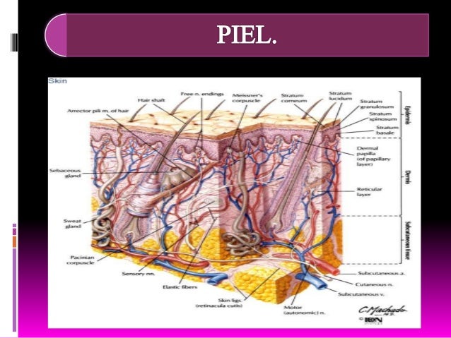 piel y anexos