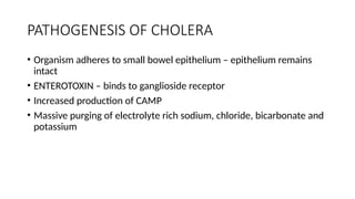 PATHOGENESIS OF CHOLERA
• Organism adheres to small bowel epithelium – epithelium remains
intact
• ENTEROTOXIN – binds to ganglioside receptor
• Increased production of CAMP
• Massive purging of electrolyte rich sodium, chloride, bicarbonate and
potassium
 