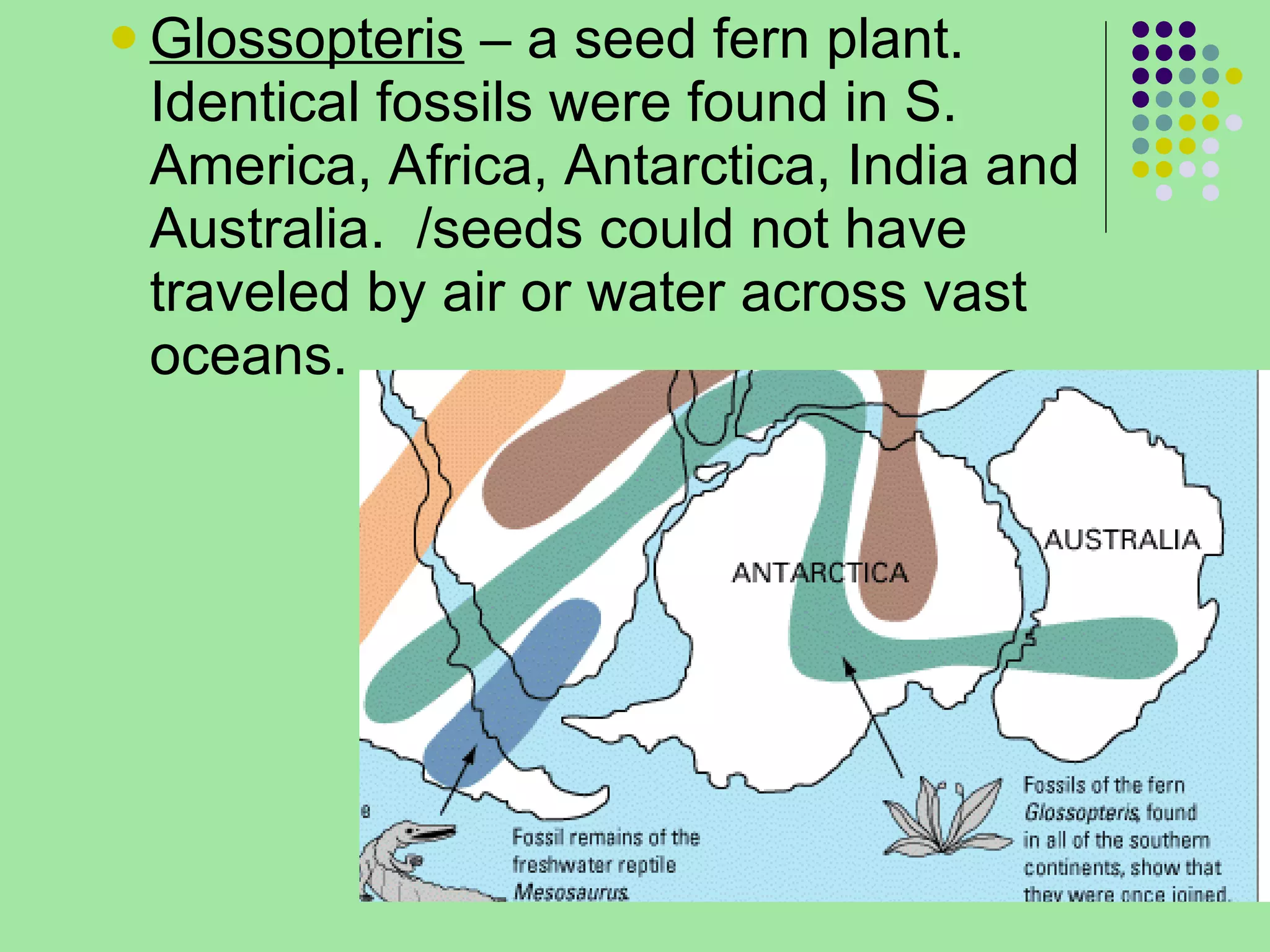 Glossopteris  – a seed fern plant.  Identical fossils were found in S. America, Africa, Antarctica, India and Australia.  /seeds could not have traveled by air or water across vast oceans. 