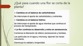 ¿Qué pasa cuando una flor se corta de la
planta?
 