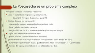 La Poscosecha es un problema complejo
Principales causas de Senescencia y deterioro:
 Altas T° aumentan la respiración y consumen HC.
Clavel a 10 °C respira 3 veces más que a 0°C
 Pérdida de agua por transpiración
mantener las varas en agua desde el momento de corte.
Rosa: cosecha con baldes con agua
Gerbera: hidratación (6 h) una vez embaladas y/o transporte en agua.
 Tallos: Para mejorar la absorción de agua:
Cortes oblicuos (aumentar la zona de absorción)
Evitar formación de burbuja de aire que sube por xilema (corte debajo del agua)
Evitar microorganismos en el agua que taponan los haces vasculares (pH 3 – 4, germicidas)
Cambio del agua y cortar la base de los tallos cada 2 o 3 días.
 