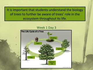 How to Measure & ID
Week 1 Day 3
It is important that students understand the biology
of trees to further be aware of trees’ role in the
ecosystem throughout its life.
Seedling
Seed
Sapling
Mature
Oak
Snag
 