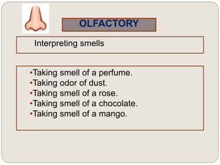 OLFACTORY
Interpreting smells
•Taking smell of a perfume.
•Taking odor of dust.
•Taking smell of a rose.
•Taking smell of a chocolate.
•Taking smell of a mango.
 