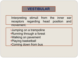 VESTIBULAR
Interpreting stimuli from the inner ear
receptors regarding head position and
movement.
•Jumping on a trampoline
•Running through a forest
•Walking on pavement
•Playing basketball
•Coming down from bus
 