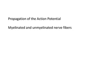 Propagation of the Action Potential
Myelinated and unmyelinated nerve fibers
 