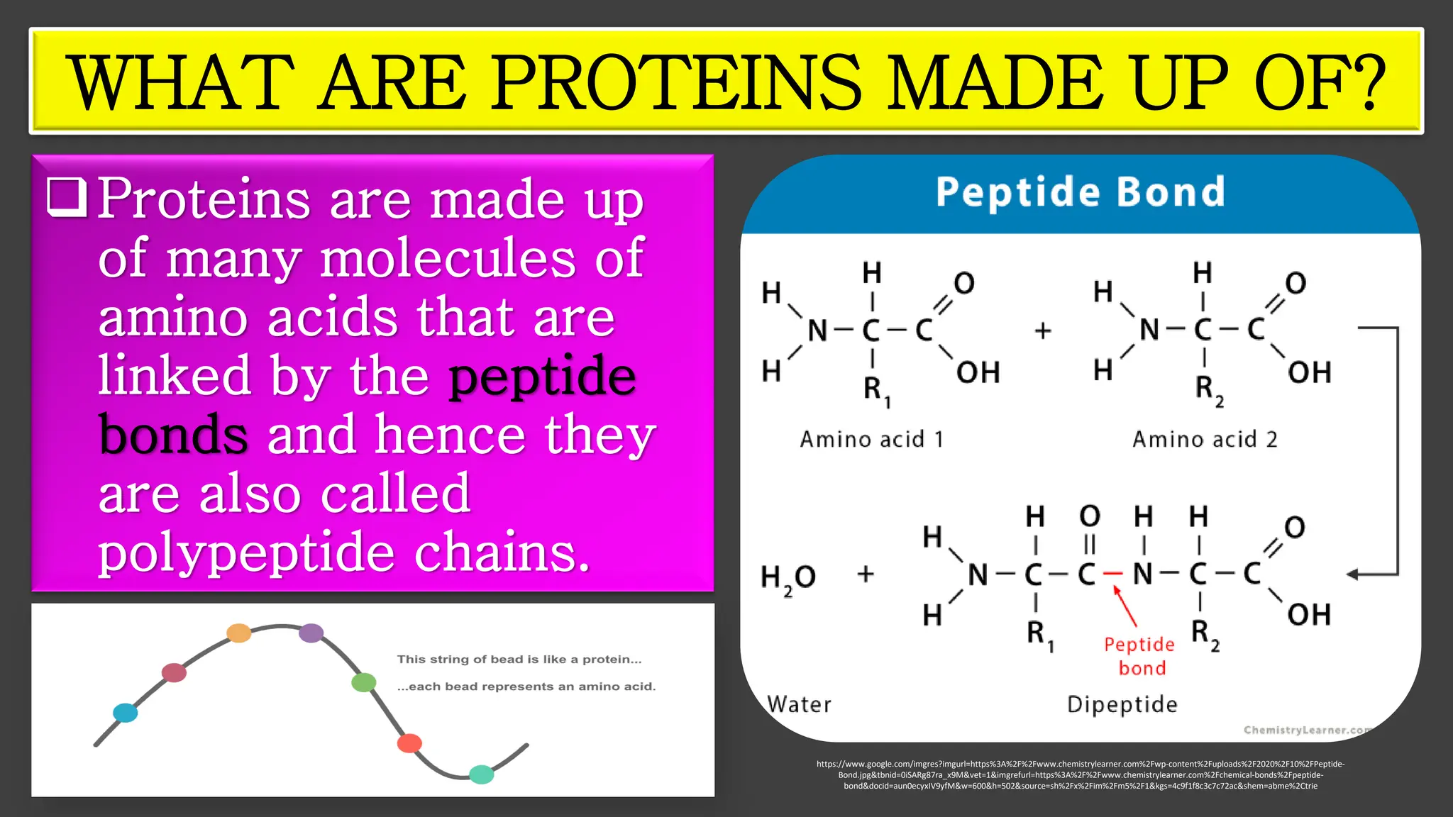 ❑Proteins are made up
of many molecules of
amino acids that are
linked by the peptide
bonds and hence they
are also called
polypeptide chains.
WHAT ARE PROTEINS MADE UP OF?
https://www.google.com/imgres?imgurl=https%3A%2F%2Fwww.chemistrylearner.com%2Fwp-content%2Fuploads%2F2020%2F10%2FPeptide-
Bond.jpg&tbnid=0iSARg87ra_x9M&vet=1&imgrefurl=https%3A%2F%2Fwww.chemistrylearner.com%2Fchemical-bonds%2Fpeptide-
bond&docid=aun0ecyxIV9yfM&w=600&h=502&source=sh%2Fx%2Fim%2Fm5%2F1&kgs=4c9f1f8c3c7c72ac&shem=abme%2Ctrie
 