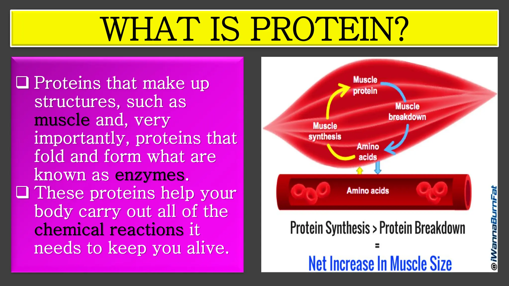 ❑ Proteins that make up
structures, such as
muscle and, very
importantly, proteins that
fold and form what are
known as enzymes.
❑ These proteins help your
body carry out all of the
chemical reactions it
needs to keep you alive.
WHAT IS PROTEIN?
 