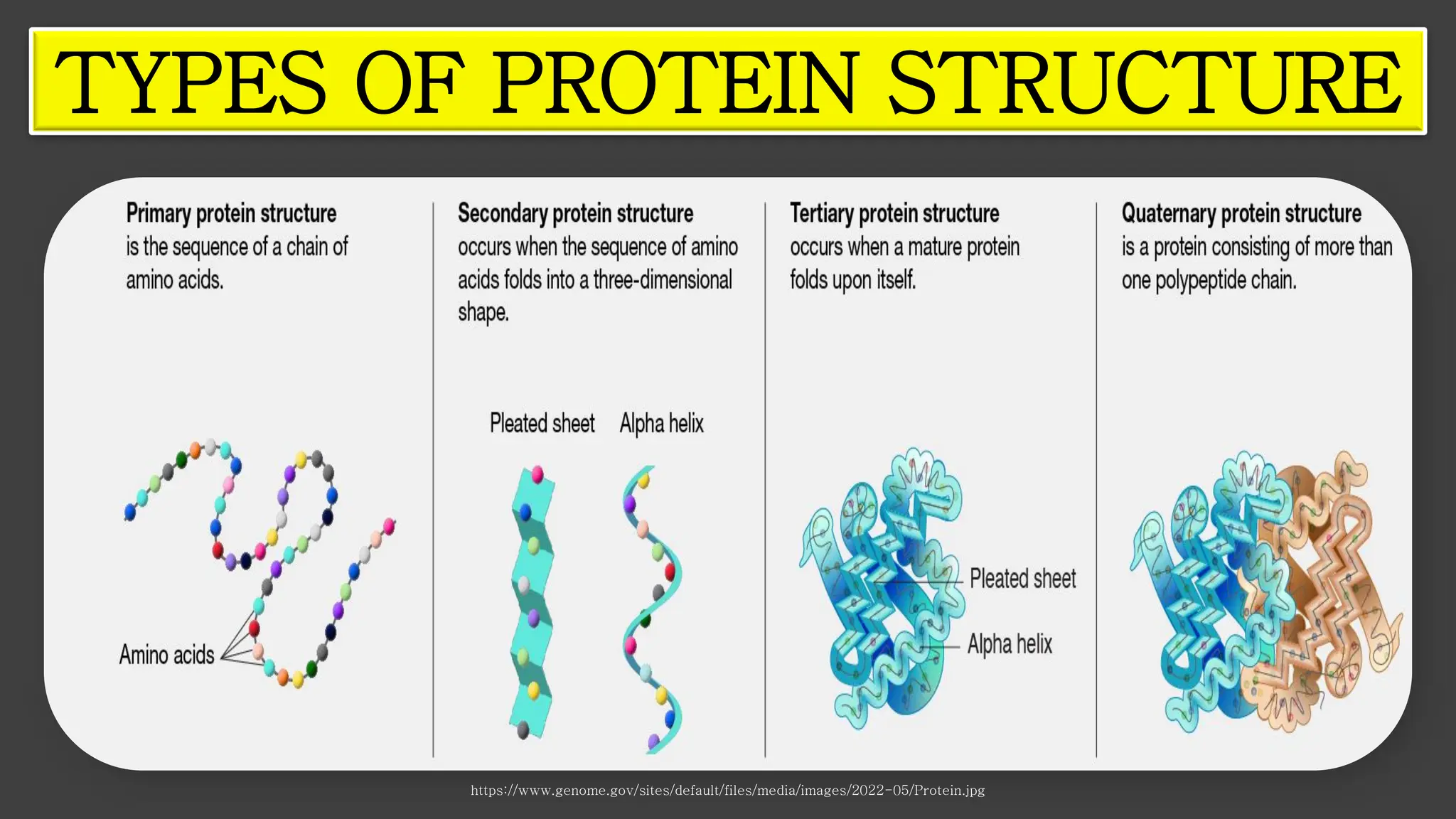https://www.genome.gov/sites/default/files/media/images/2022-05/Protein.jpg
TYPES OF PROTEIN STRUCTURE
 