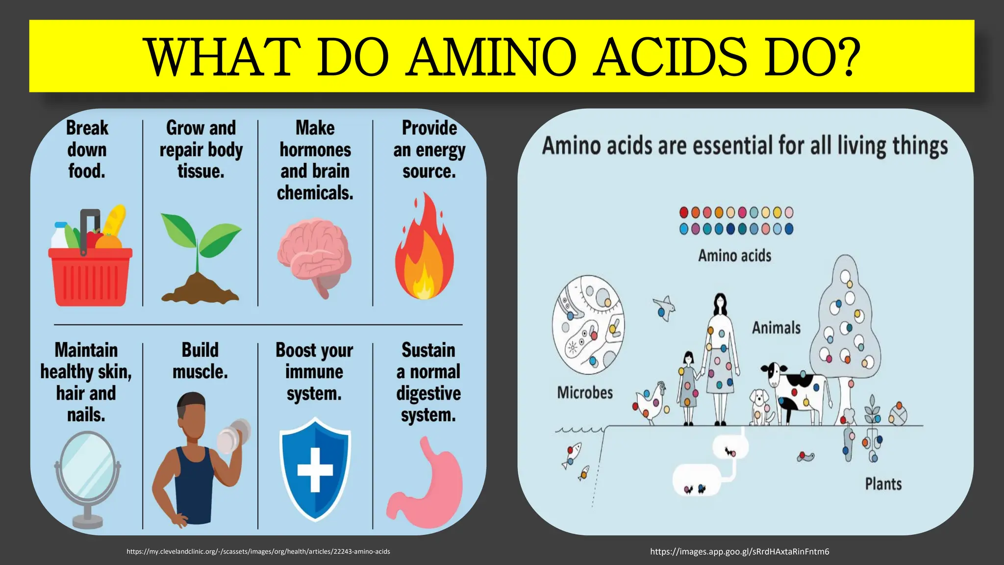 https://my.clevelandclinic.org/-/scassets/images/org/health/articles/22243-amino-acids
WHAT DO AMINO ACIDS DO?
https://images.app.goo.gl/sRrdHAxtaRinFntm6
 
