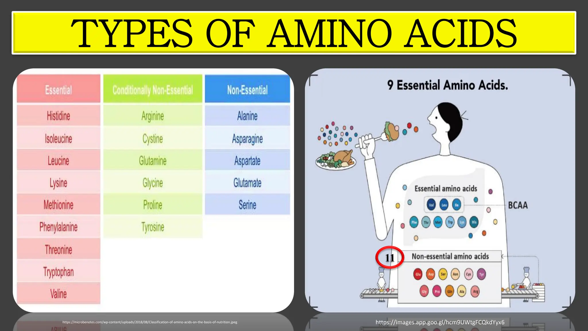 TYPES OF AMINO ACIDS
https://microbenotes.com/wp-content/uploads/2018/08/Classification-of-amino-acids-on-the-basis-of-nutrition.jpeg https://images.app.goo.gl/hcm9UWtgFCQkdYyx6
11
 