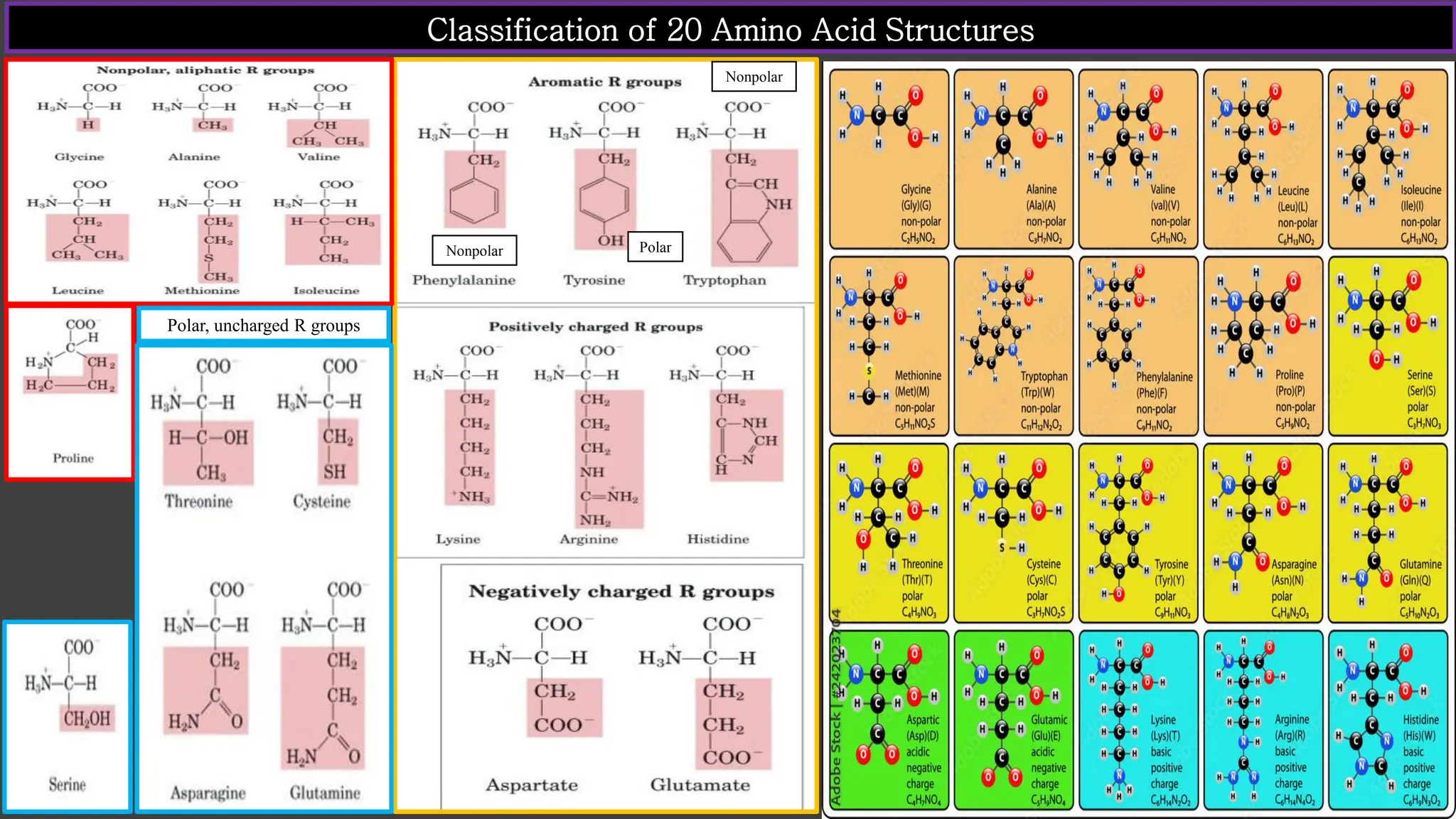 Polar, uncharged R groups
Classification of 20 Amino Acid Structures
Nonpolar
Nonpolar
Polar
 