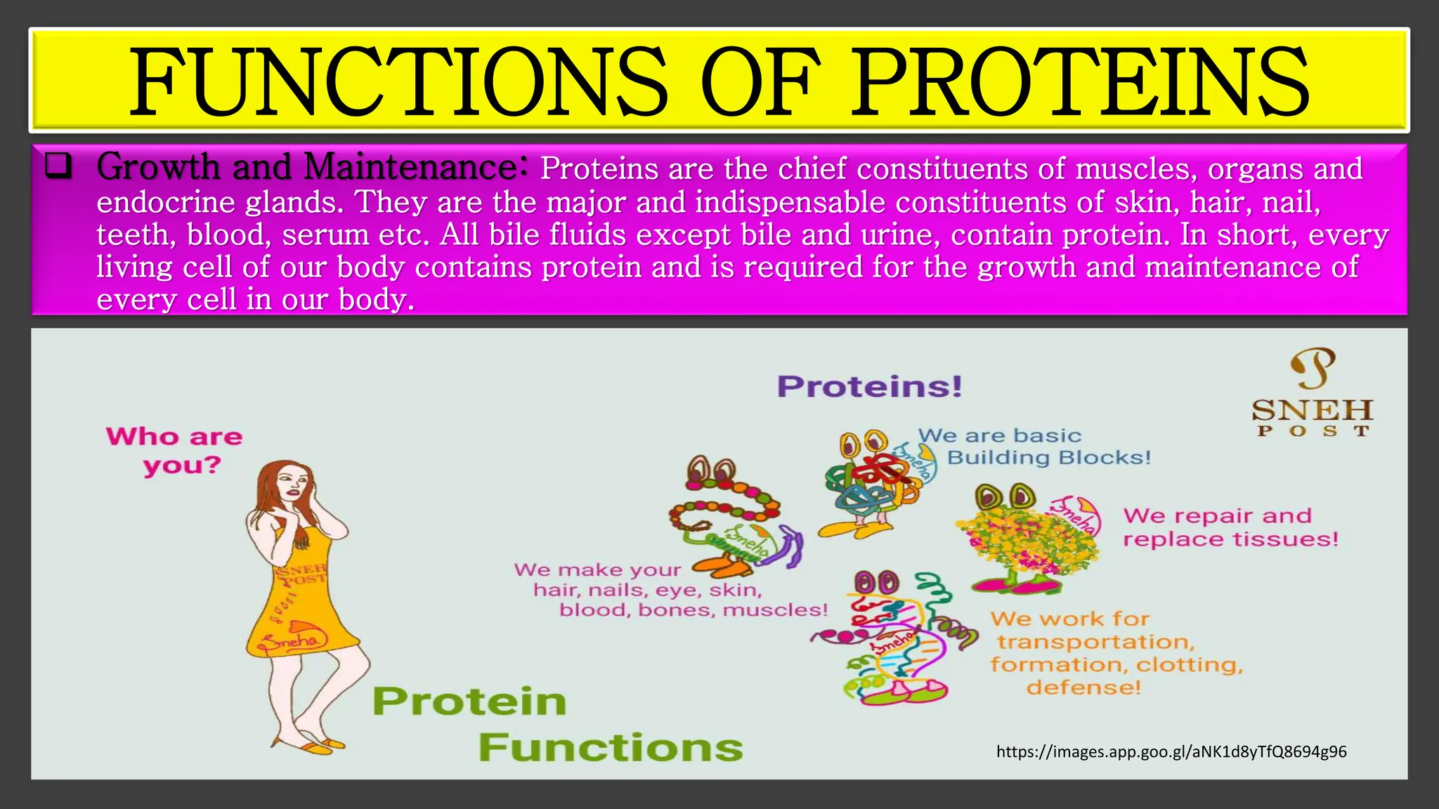 https://images.app.goo.gl/aNK1d8yTfQ8694g96
FUNCTIONS OF PROTEINS
❑ Growth and Maintenance: Proteins are the chief constituents of muscles, organs and
endocrine glands. They are the major and indispensable constituents of skin, hair, nail,
teeth, blood, serum etc. All bile fluids except bile and urine, contain protein. In short, every
living cell of our body contains protein and is required for the growth and maintenance of
every cell in our body.
 