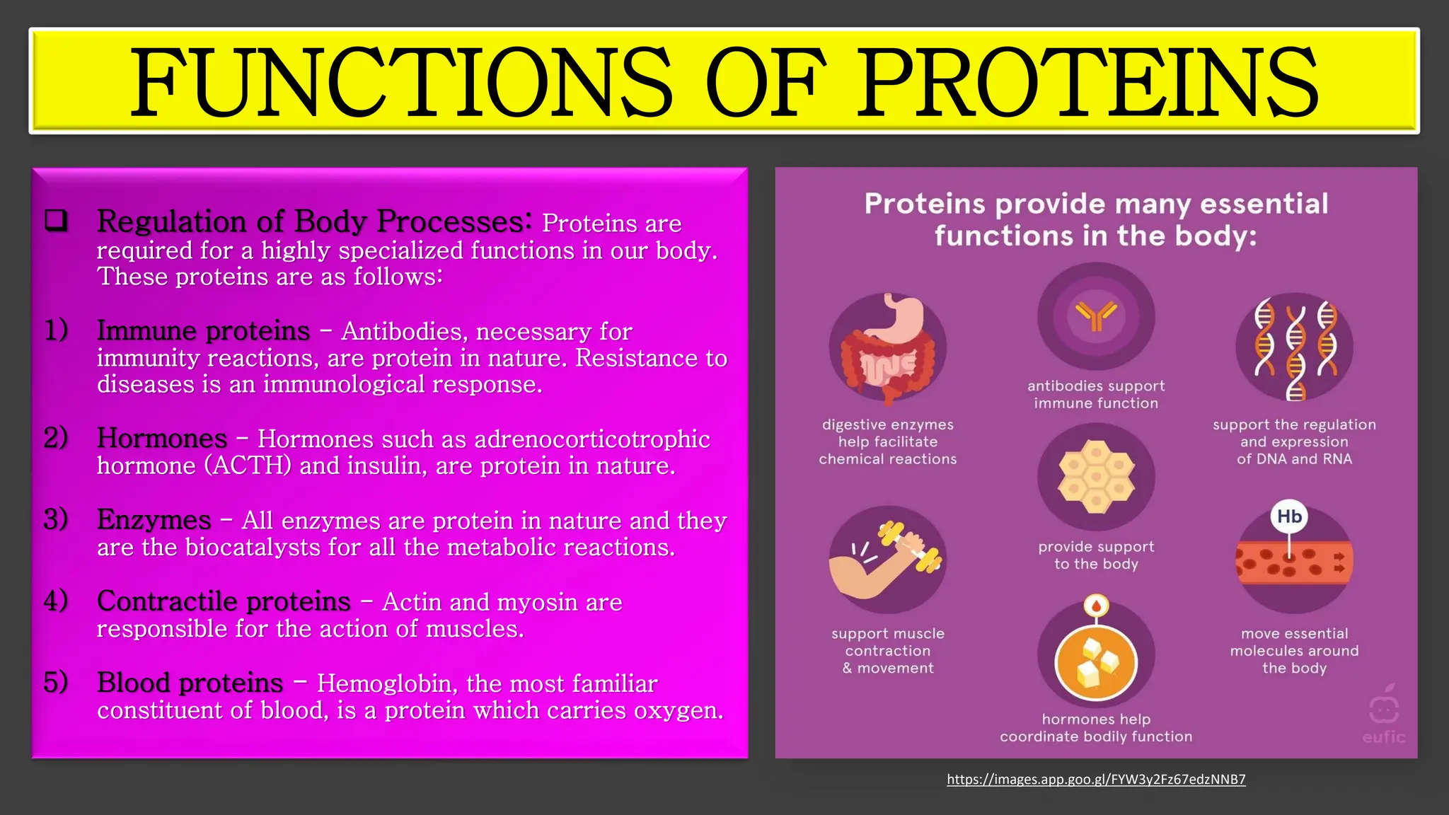❑ Regulation of Body Processes: Proteins are
required for a highly specialized functions in our body.
These proteins are as follows:
1) Immune proteins - Antibodies, necessary for
immunity reactions, are protein in nature. Resistance to
diseases is an immunological response.
2) Hormones - Hormones such as adrenocorticotrophic
hormone (ACTH) and insulin, are protein in nature.
3) Enzymes - All enzymes are protein in nature and they
are the biocatalysts for all the metabolic reactions.
4) Contractile proteins - Actin and myosin are
responsible for the action of muscles.
5) Blood proteins - Hemoglobin, the most familiar
constituent of blood, is a protein which carries oxygen.
FUNCTIONS OF PROTEINS
https://images.app.goo.gl/FYW3y2Fz67edzNNB7
 